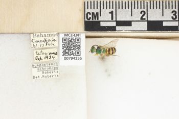 Media type: image;   Entomology 794155 Aspect: Labels